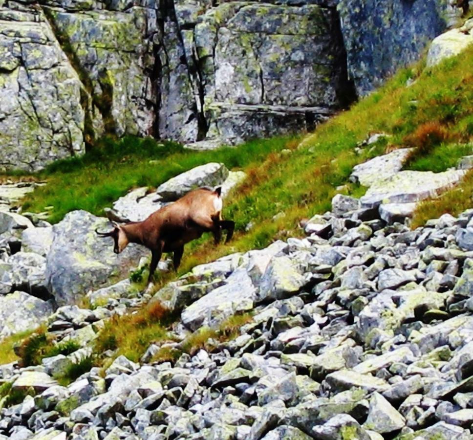 Penzion Alfa Tatry Stará Lesná エクステリア 写真